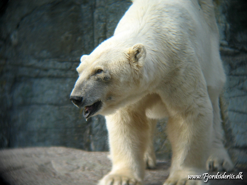 KBH zoo 190703 482.JPG